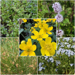 Pond Plant Pack - Wildlife/Native (Pack of 5 Plug Plants)