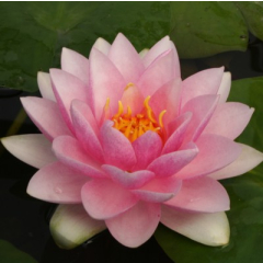 Pond Plant - Pink Waterlily (1L)