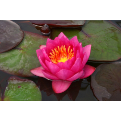 Pond Plant - Red Waterlily (1L)