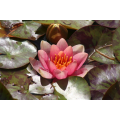 Pond Plant - Variable Waterlily (1L)