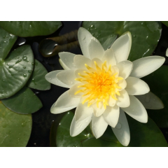 Pond Plant - White Waterlily (1L)
