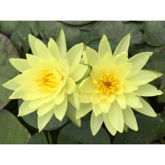 Pond Plant - Yellow Waterlily (1L)