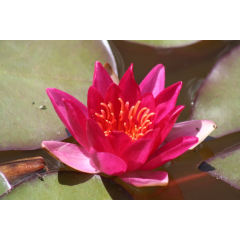 Pond Plant - Red Miniature Waterlily (1L)