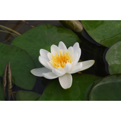 Pond Plant - White Miniature Waterlily (1L)