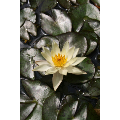 Pond Plant - Yellow Miniature Waterlily (1L)