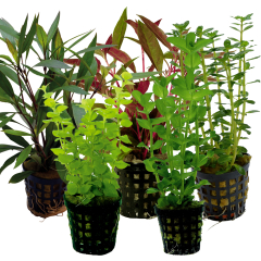Tropical Aquarium Plant Pack - Basic