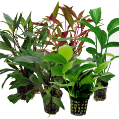 Tropical Aquarium Plant Pack - Special