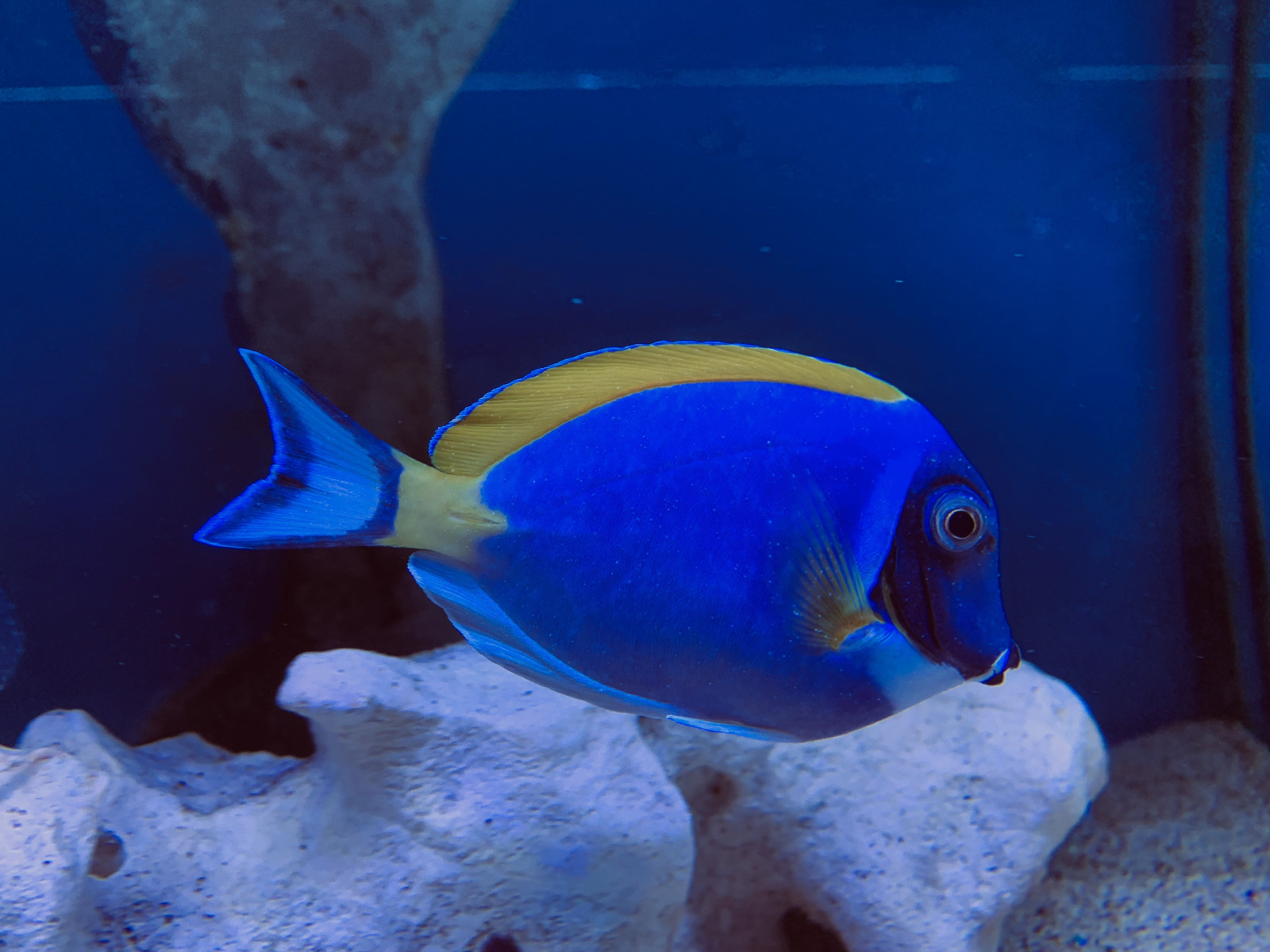 Marine whitespot 2