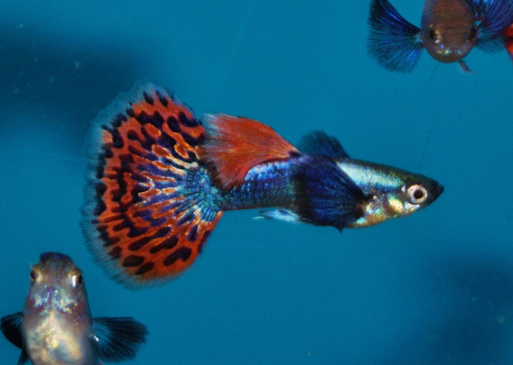 guppy maidenhead aquatics