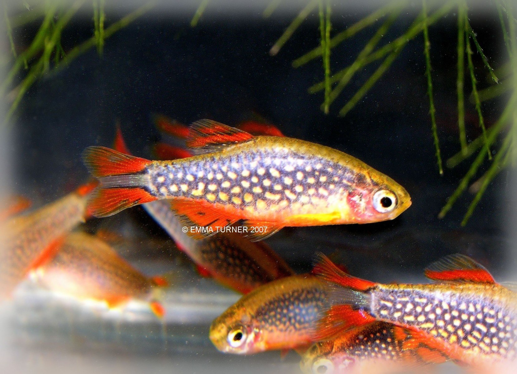 Celestial Pearl Danio Maidenhead Aquatics
