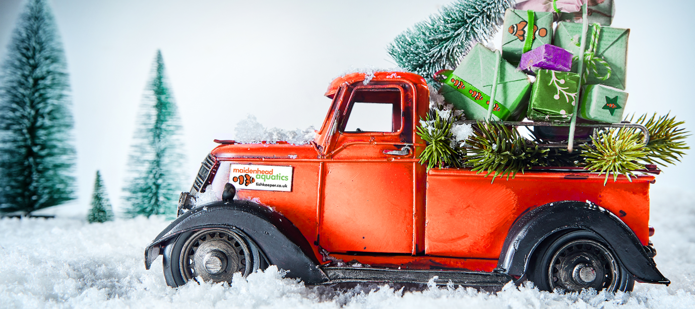 Maidenhead Aquatics online Christmas delivery 