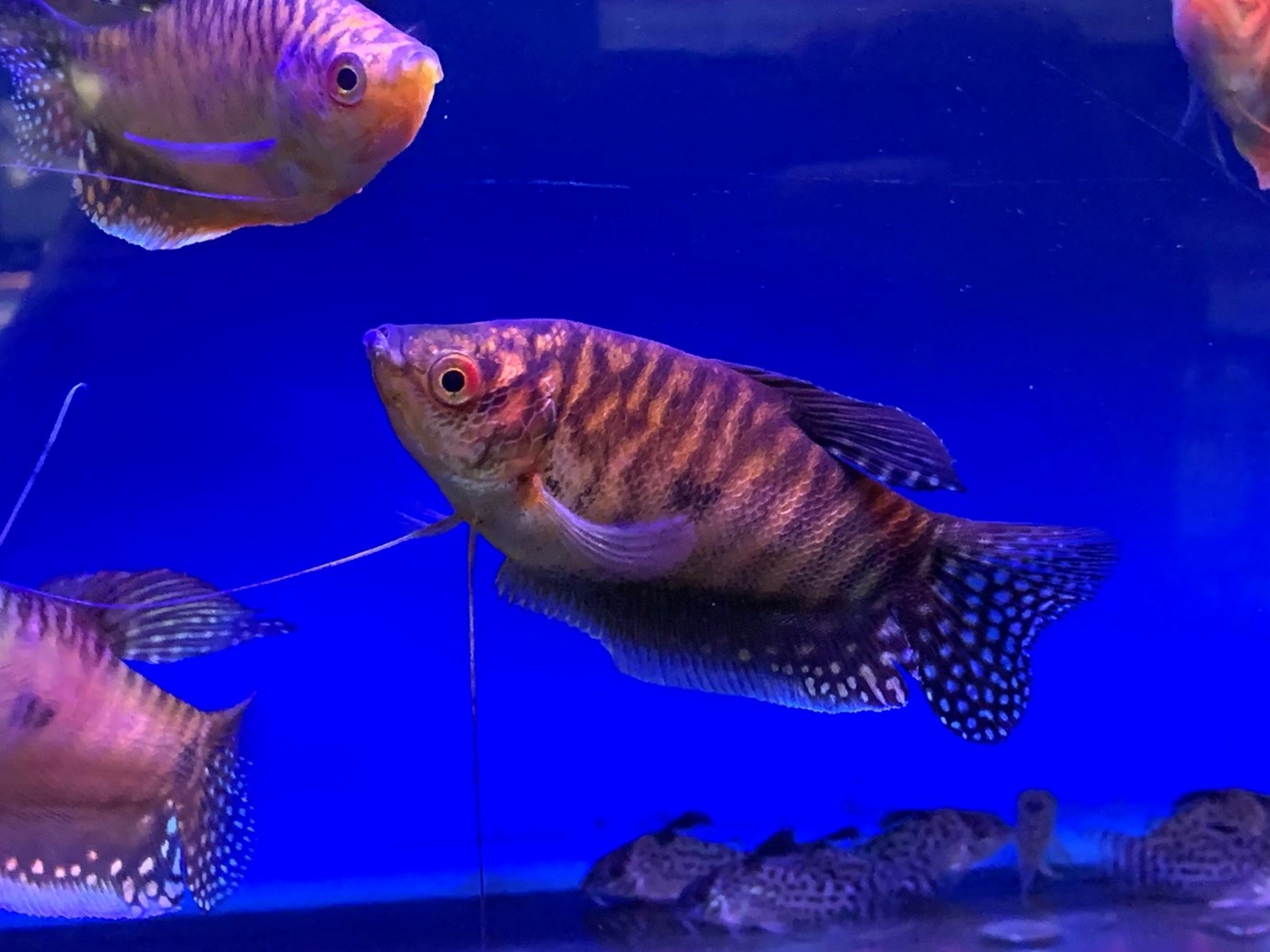 Gold gouramis (Trichopodus trichopterus) fish at Maidenhead Aquatics