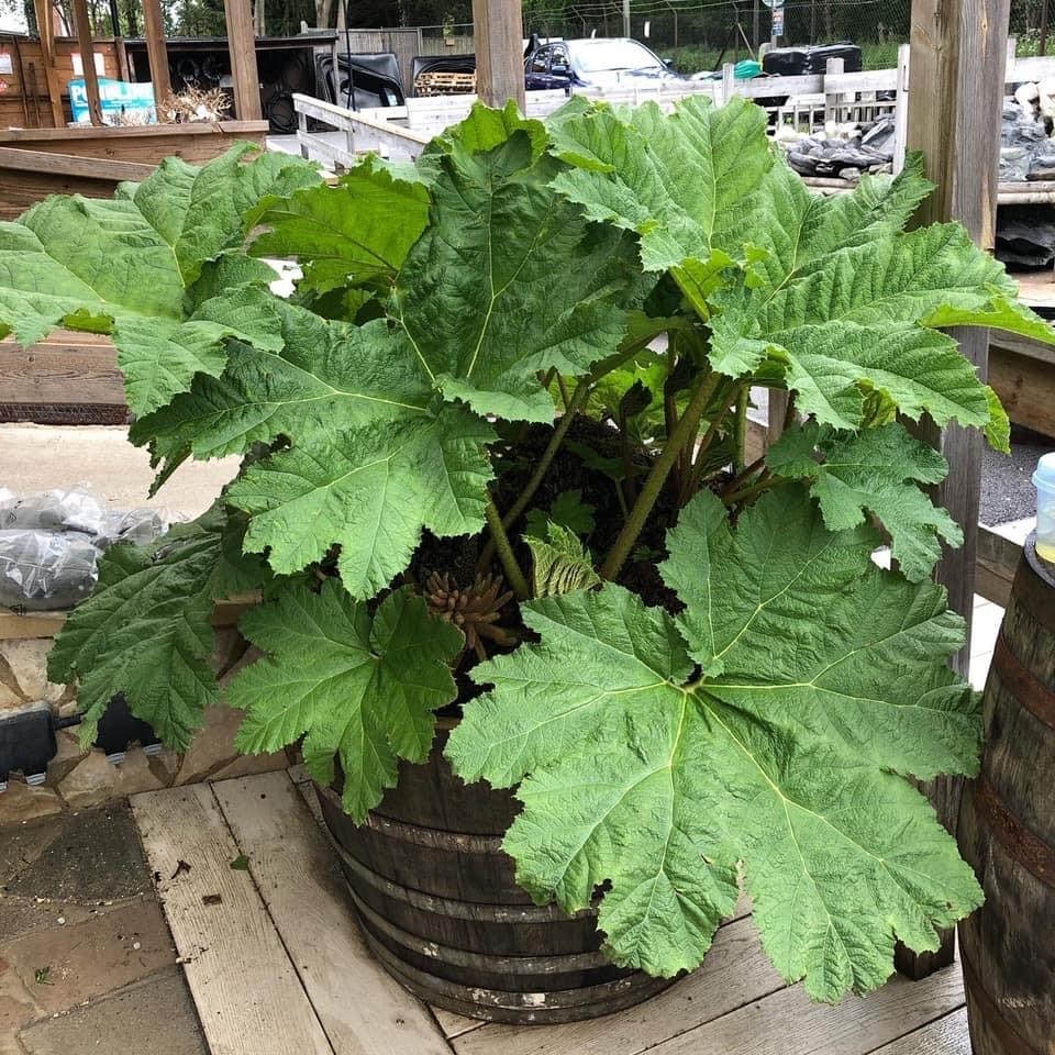 pond plants Maidenhead Aquatics