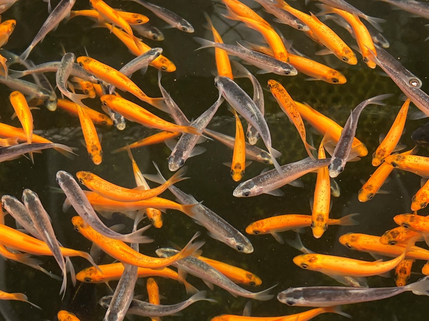 Orfe (Leuciscus idus) fish at Maidenhead Aquatics