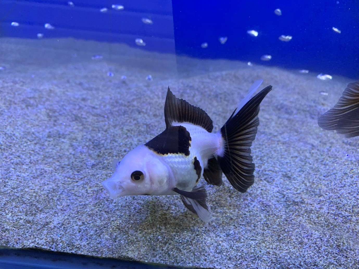 Panda oranda fish at Maidenhead Aquatics Shrewsbury