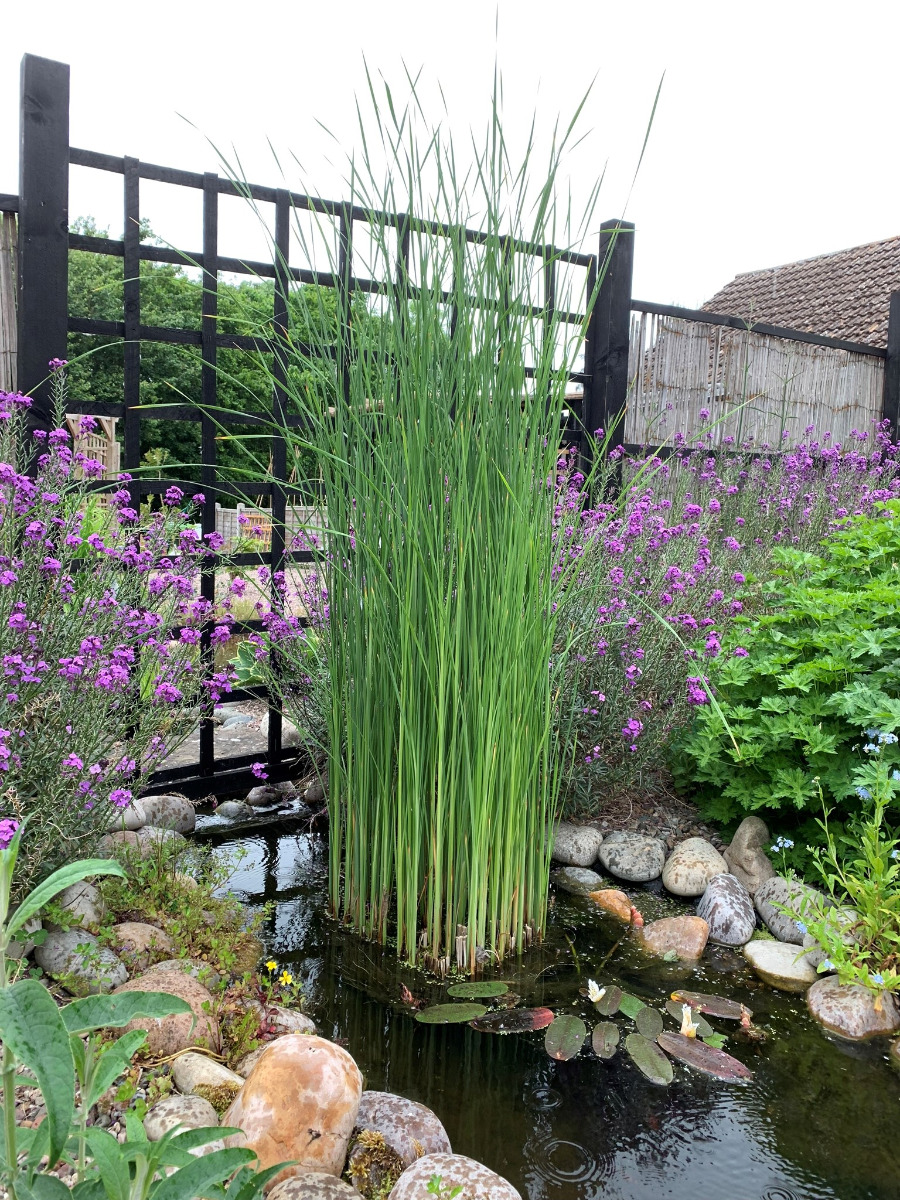 planted pond