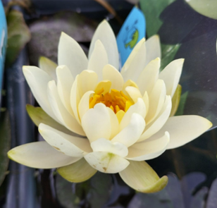 pond plant melksham
