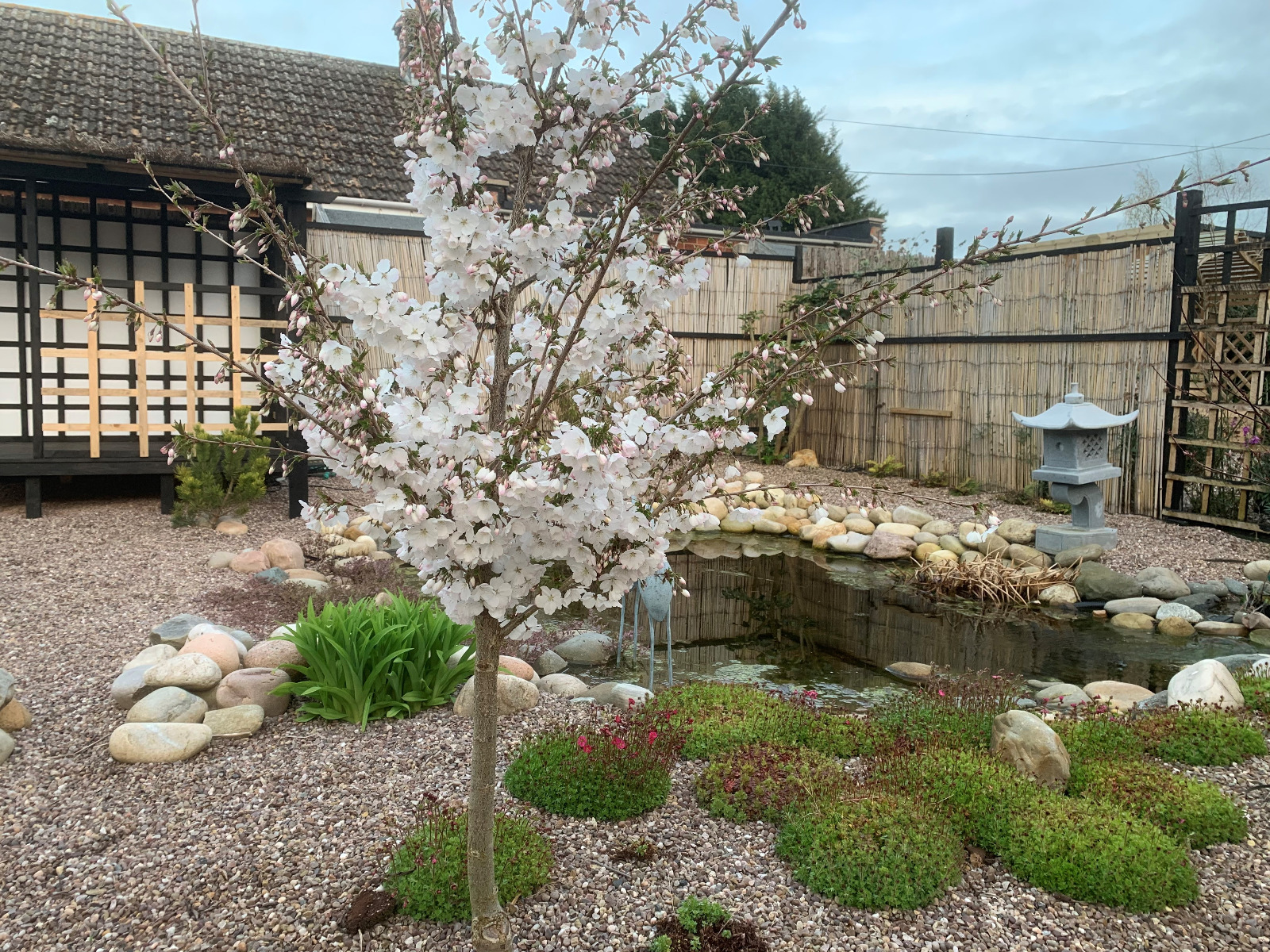 pond in garden