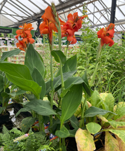 pond plant 3