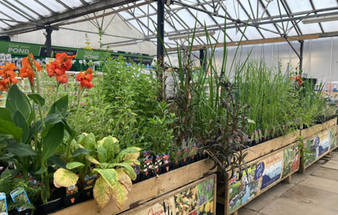 Pond plants