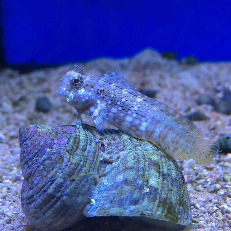 algae blenny fish