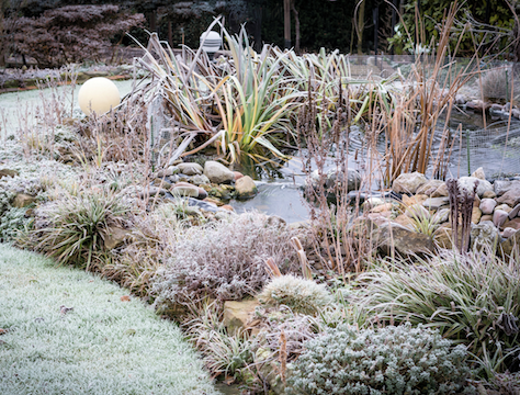 wildlife pond