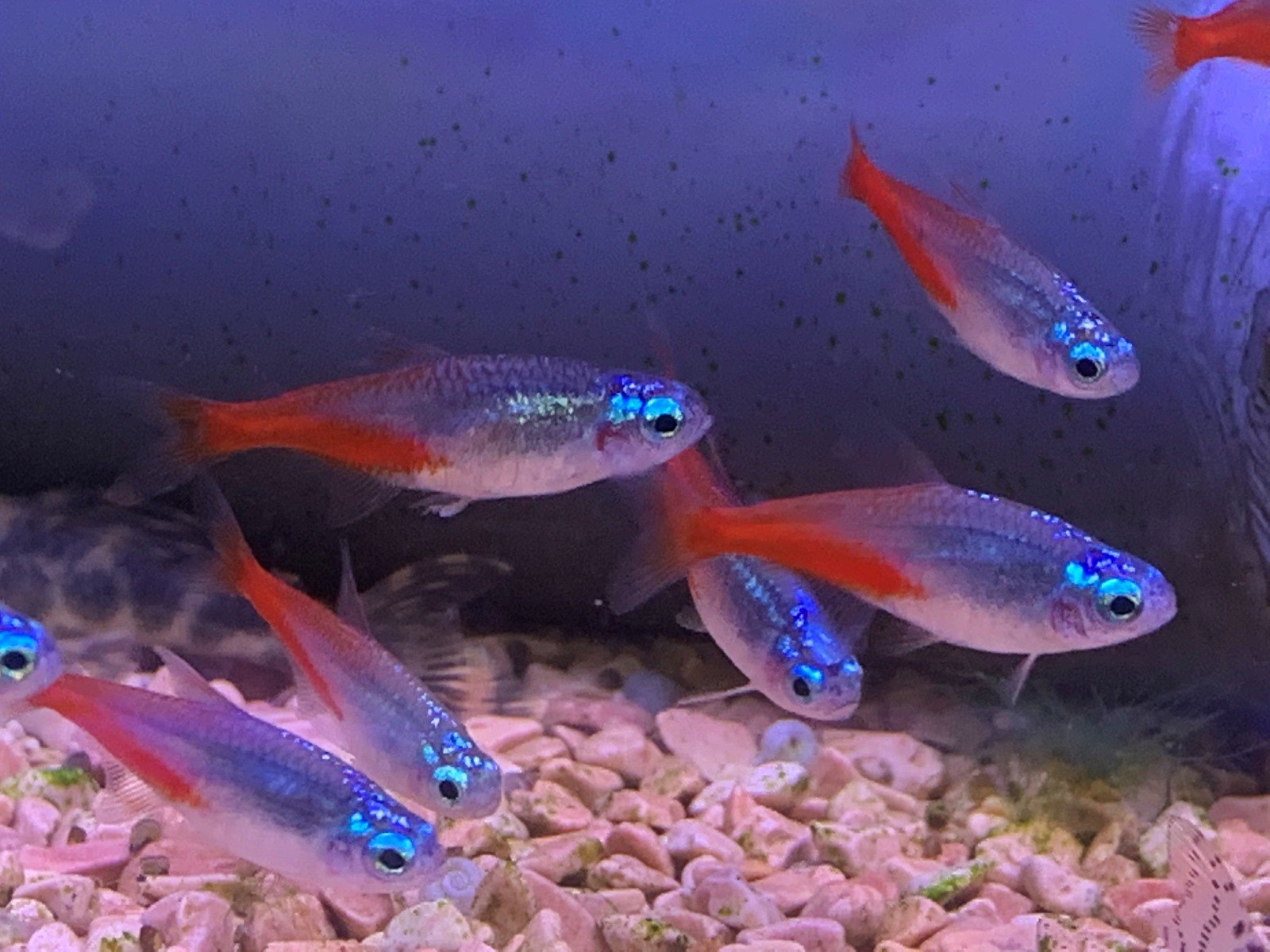  Neon tetras (Paracheirodon innesi)  - Tropical Fish