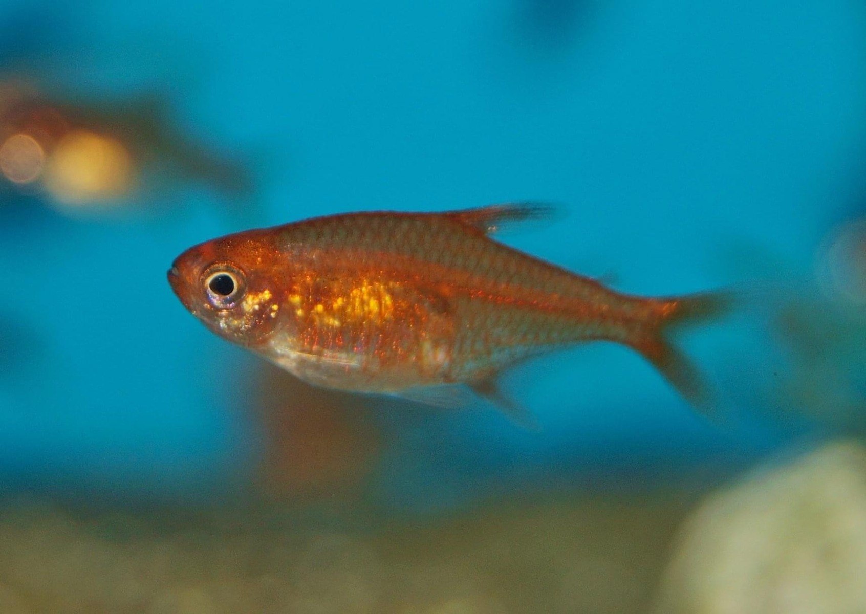 Ember Tetra Maidenhead Aquatics