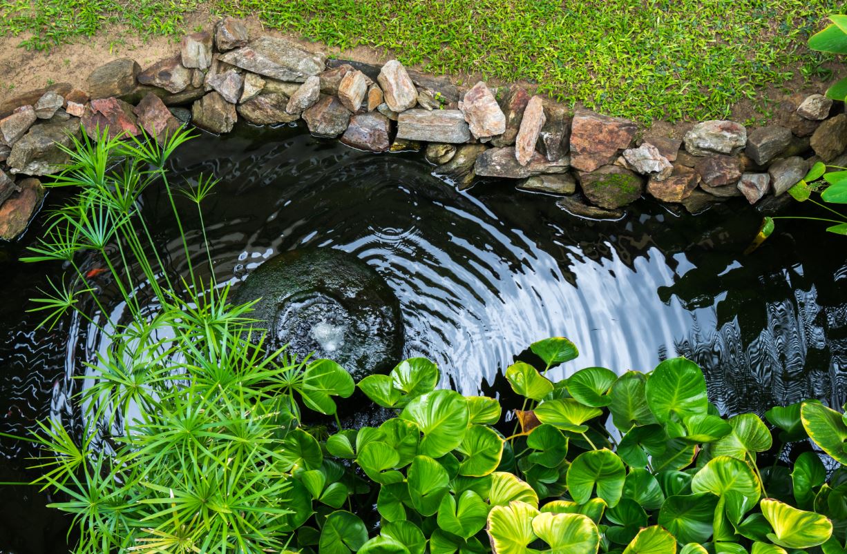 pond with crystal clear water