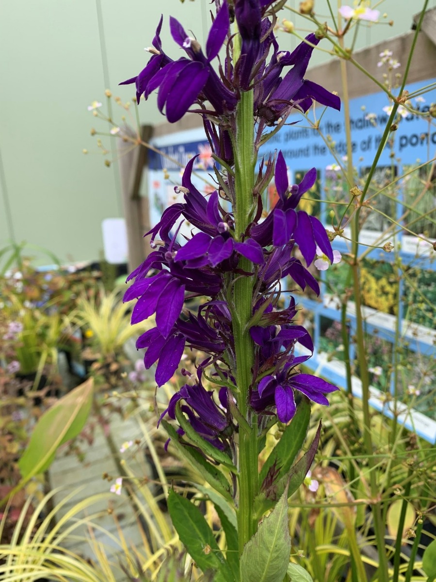 hardy Lobelias - pond plants at Maidenhead Aquatics