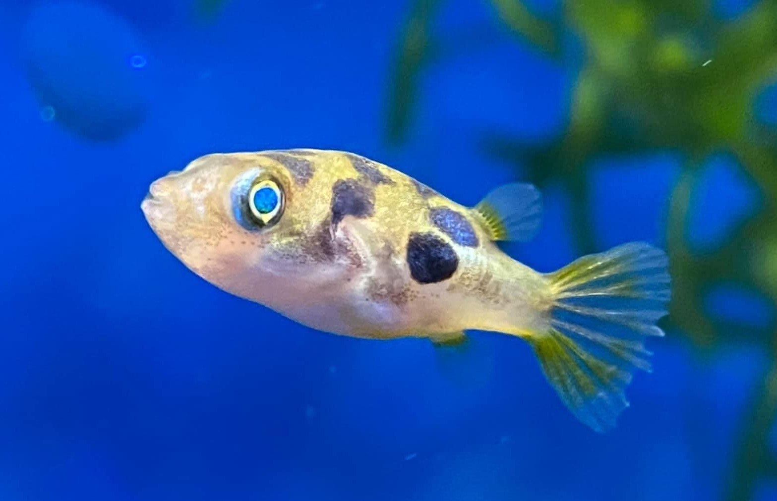 Pygmy Puffer - Maidenhead Aquatics