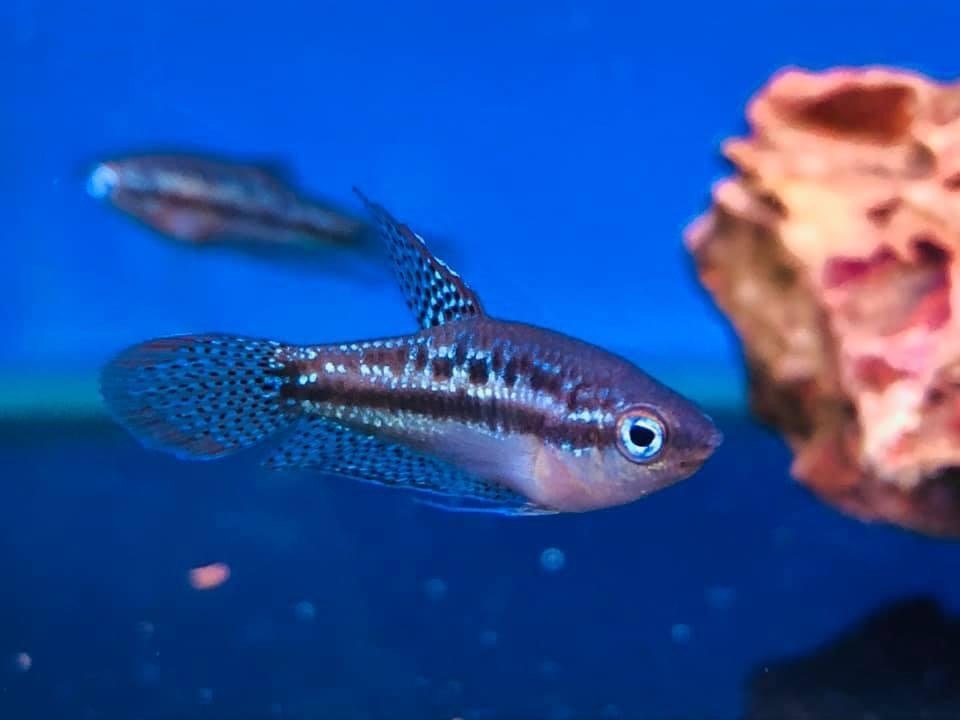 Sparkling Gourami Maidenhead Aquatics