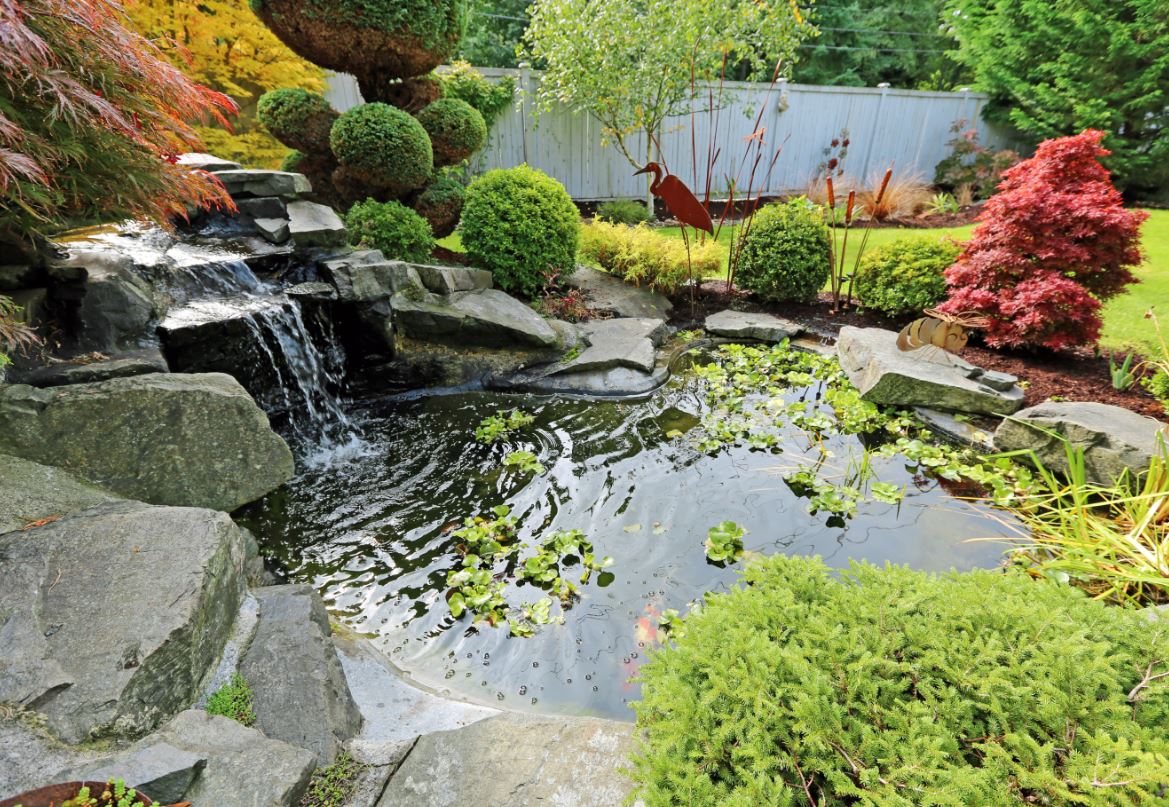 summer garden pond